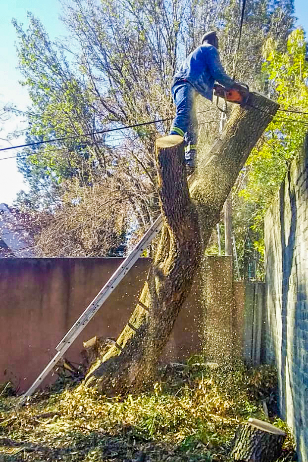 Emergency Branch Removal
