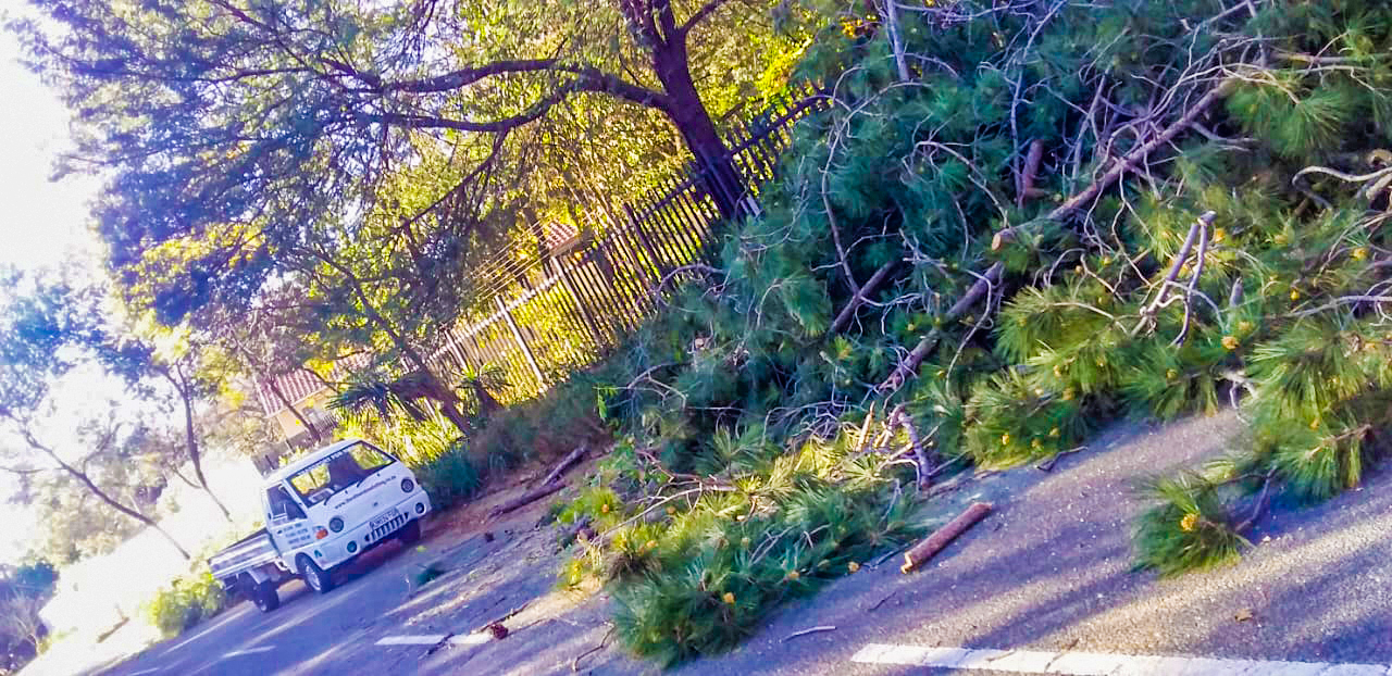 Emergency Tree Services