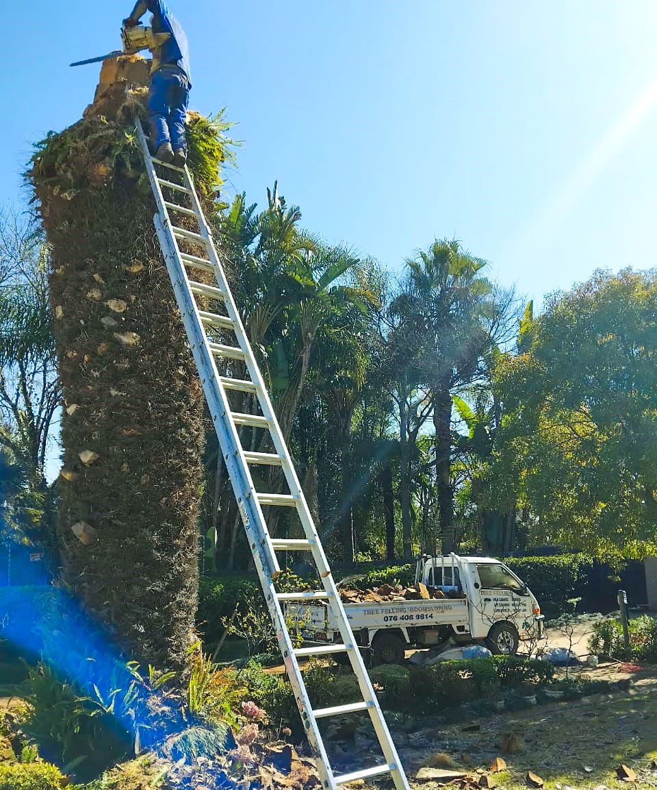 Large Tree Removal